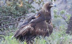 Liberan a un águila real en Chihuahua; le colocan transmisor satelital para dar seguimiento a su adaptación