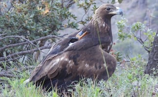 Liberan a un águila real en Chihuahua; le colocan transmisor satelital para dar seguimiento a su adaptación