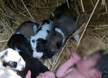 Abandonan a recién nacida en un campo en la India; cachorros la protegieron del frío