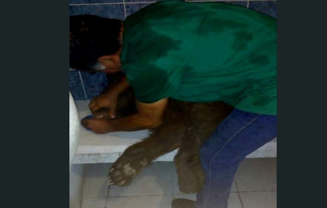 Profepa rescata a oso en peligro de extinción. Foto: @PROFEPA_Mx