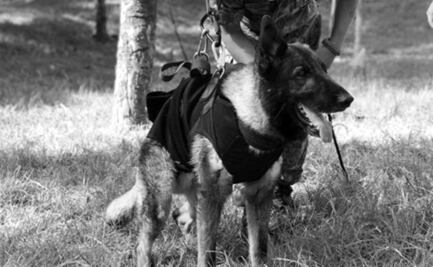 Diseñador turco hace homenaje a "Proteo", perro rescatista de México que murió en Turquía 