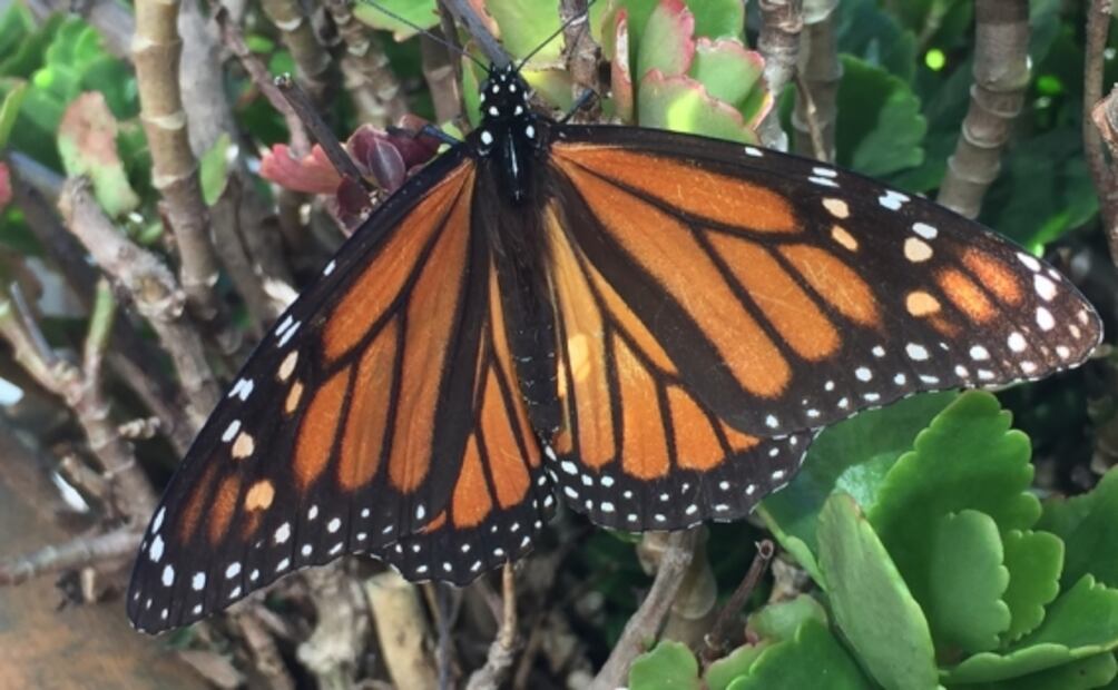 Mariposas monarca, las novias del sol