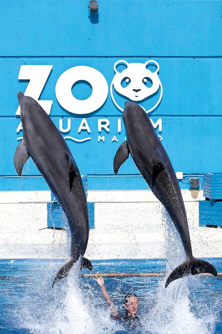 Delfines en el Zoo Aquarium de Madrid. Este lugar, al igual que recintos similares en países de la UE, es sujeto a inspecciones anuales (JERÓNIMO ANDREU. EL UNIVERSAL)