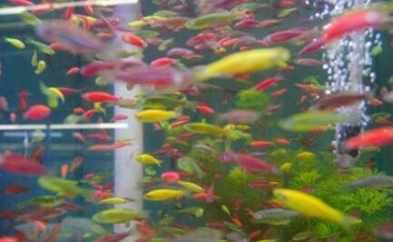 Reportan ventas por más de mil millones de pesos por peces de ornato 