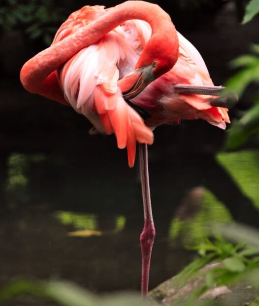 ¡Vibra alto! Reabrirán hotel en un paraíso yucateco habitado por flamencos