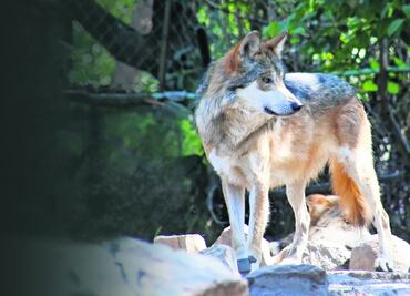 Reproducción animal crece 25% en Chapultepec