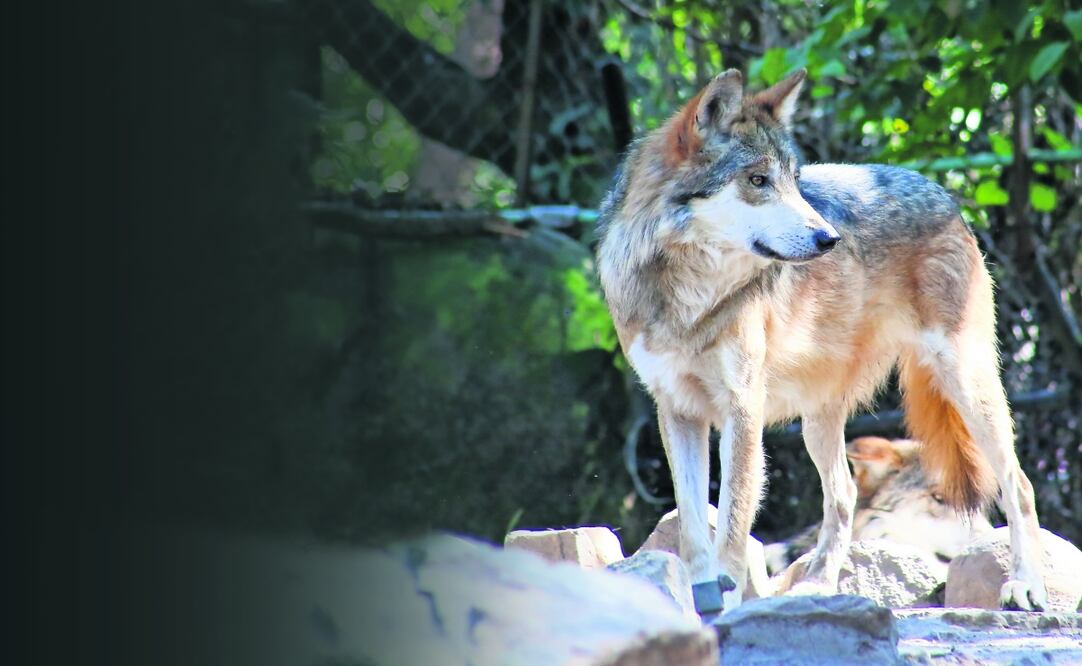 El macho de lobo mexicano que se tiene en el albergue de Chapultepec es producto de una inseminación artificial hecha en 2014. Foto: Luis Camacho / EL UNIVERSAL