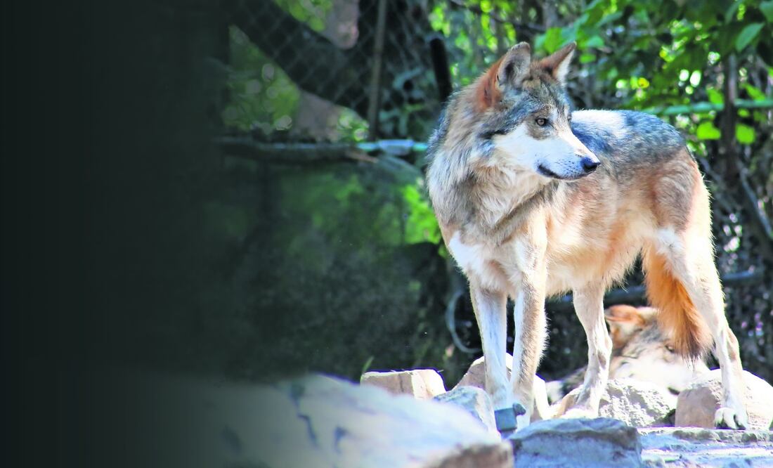 El macho de lobo mexicano que se tiene en el albergue de Chapultepec es producto de una inseminación artificial hecha en 2014. Foto: Luis Camacho / EL UNIVERSAL