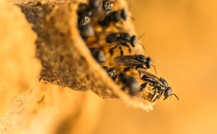 Resguardarán a millones de abejas poblanas en Veracruz