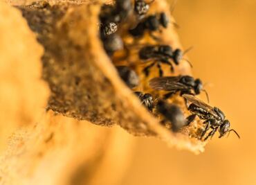 Resguardarán a millones de abejas poblanas en Veracruz