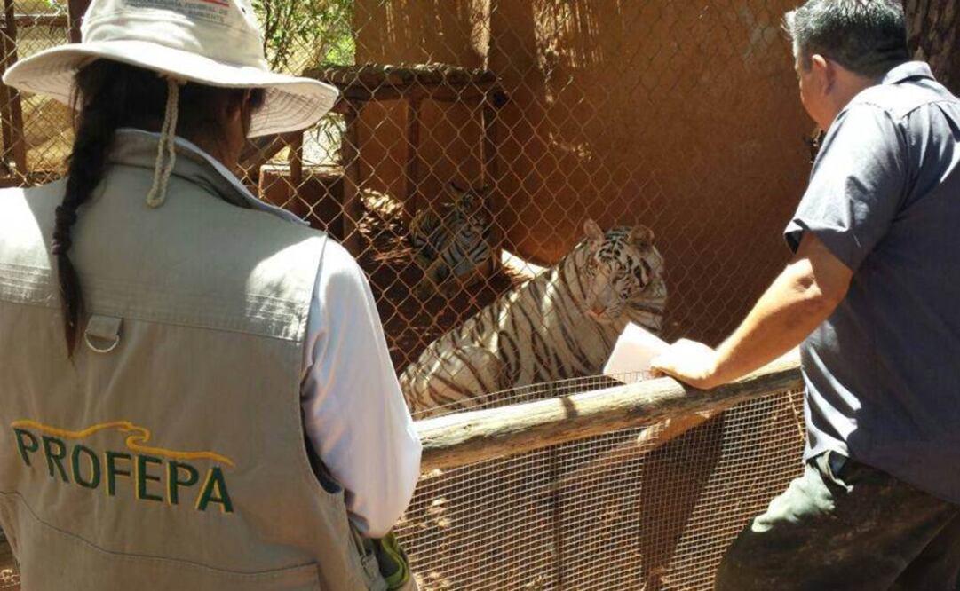 Foto: Profepa