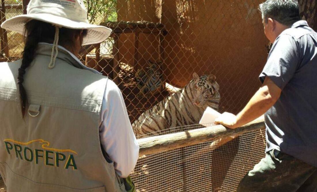 Foto: Profepa