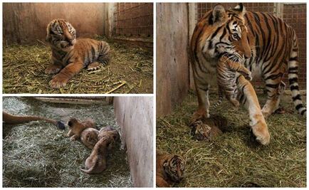 Nacen 8 cachorros de tigre y león en zoo de Zacatecas