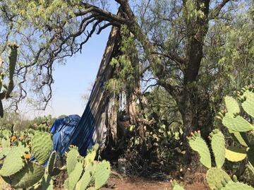Ni la empresa ni el globo aerostático incendiado en Teotihuacán pertenece a la FEGAT, revelan