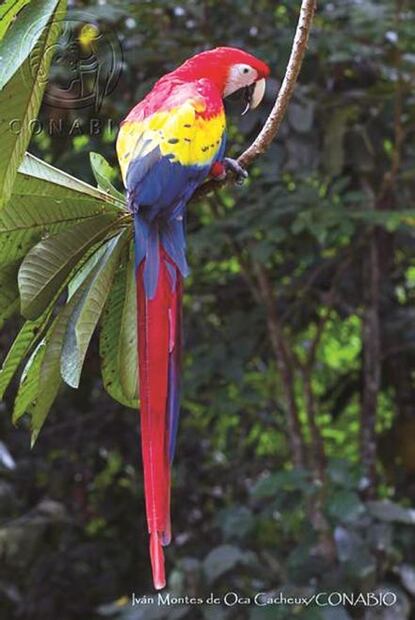 Peligran flora y fauna en México; se ha perdido 40%