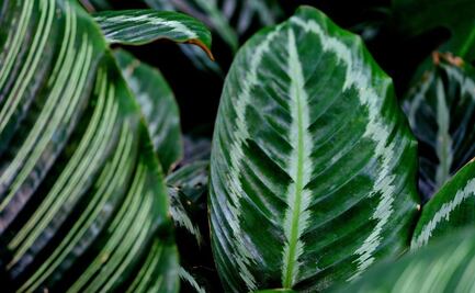 Conoce los cuidados correctos para la planta Calathea orbifolia