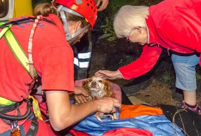 Perra sobrevive caída de 45 metros en Suiza
