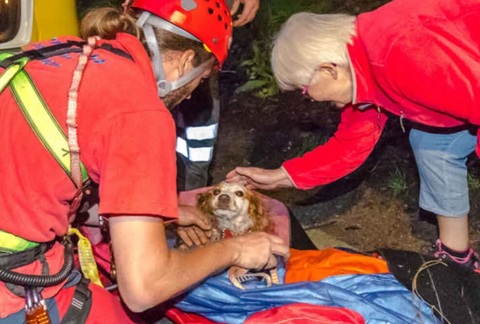Jule, la perrita sobreviviente. (Fotos de www.sachsen-fernsehen.de)