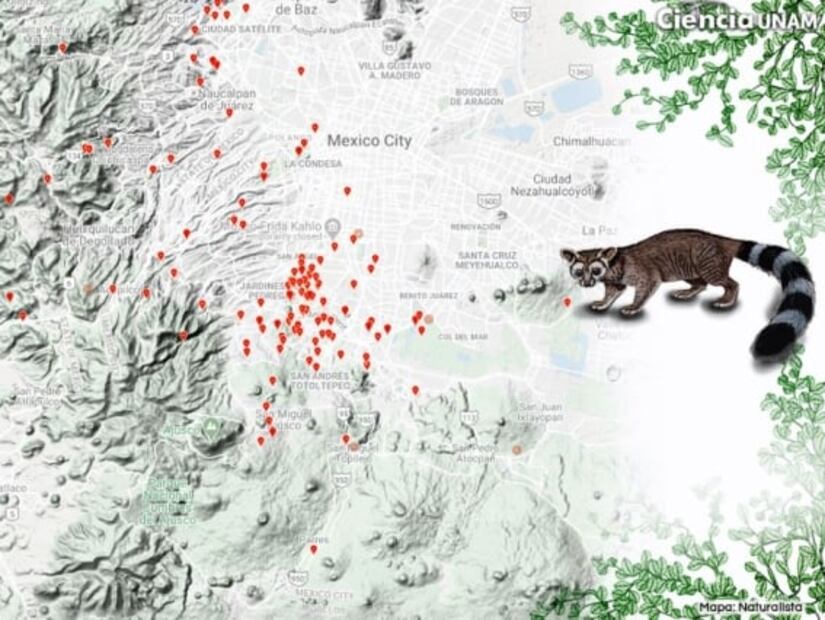 Chilango presume en TikTok a su singular amigo: un cacomixtle