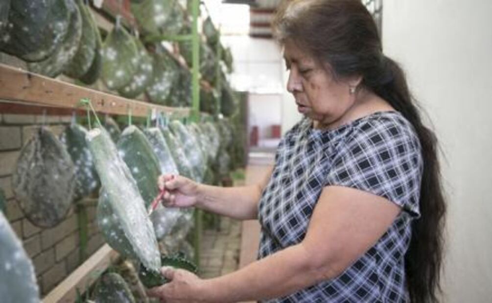 Cochineal, a traditional dye 