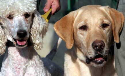 ¿Sabes por qué tu labrador sólo piensa en comer?