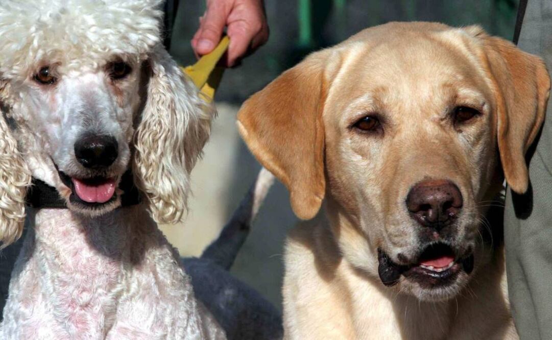 Científicos han identificado una variación genética asociada con la obesidad y el apetito. Foto: Archivo