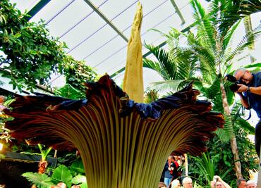 La flor cadáver, la más apestosa del mundo