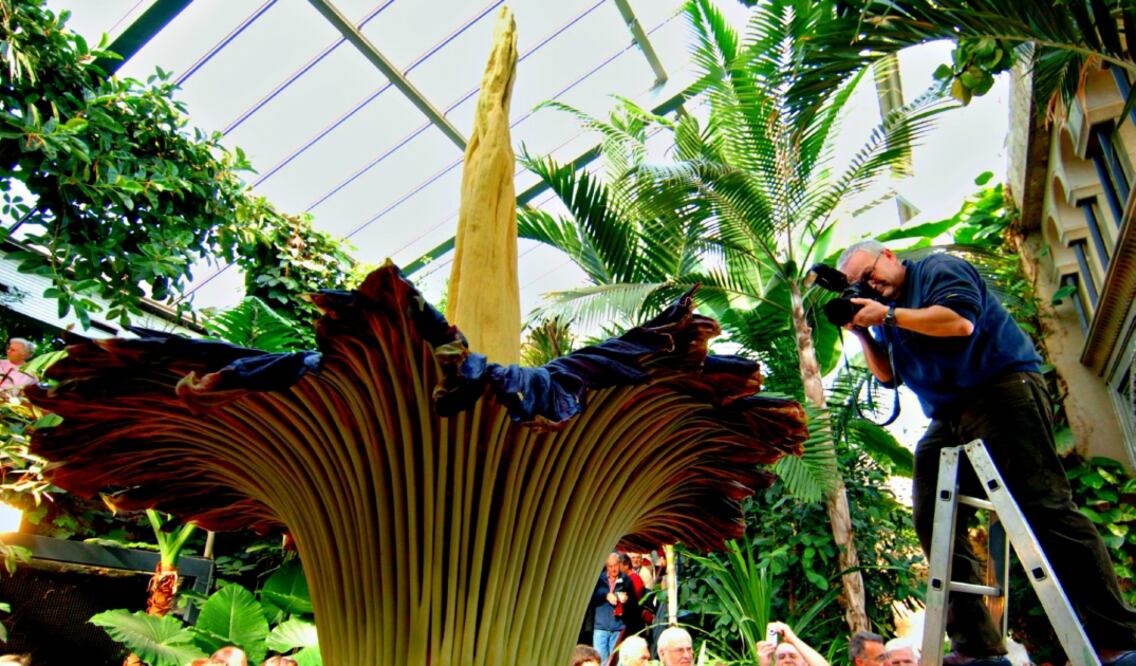 Se marchita entre 24 y 48 horas después de florecer. (Foto: Istock)