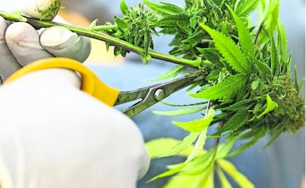 Marijuana, the road to legality