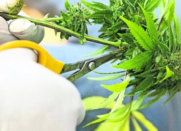 Marijuana, the road to legality