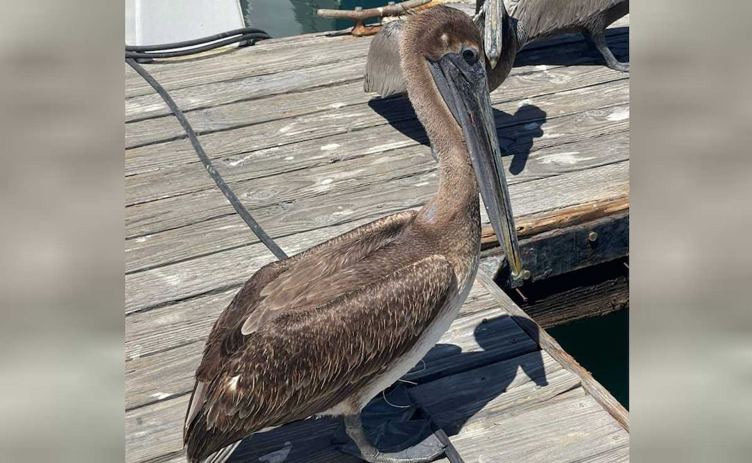 Conanp rescata a pelícano con anzuelo incrustado en el pecho en Cabo San Lucas (25/03/2026). Foto: Conanp
