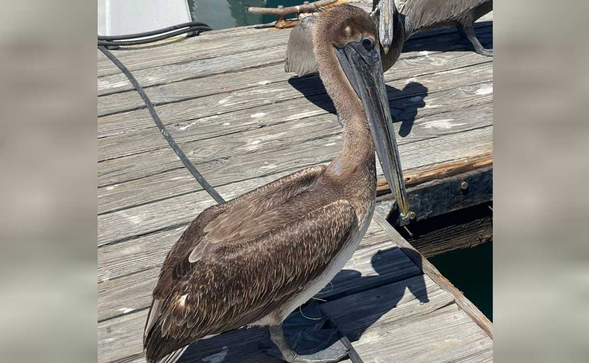 Rescatan a pelícano con anzuelo incrustado en el pecho en Cabo San Lucas; Conanp pide manejar adecuadamente residuos de pesca