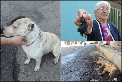 Animales, las otras víctimas de la explosión de pipa