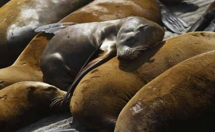 Mexico plans to expand program to untangle sea lion