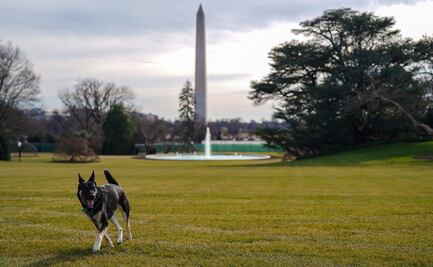 Joe Biden regresa una tradición a la Casa Blanca: vuelven los perritos a sus jardínes