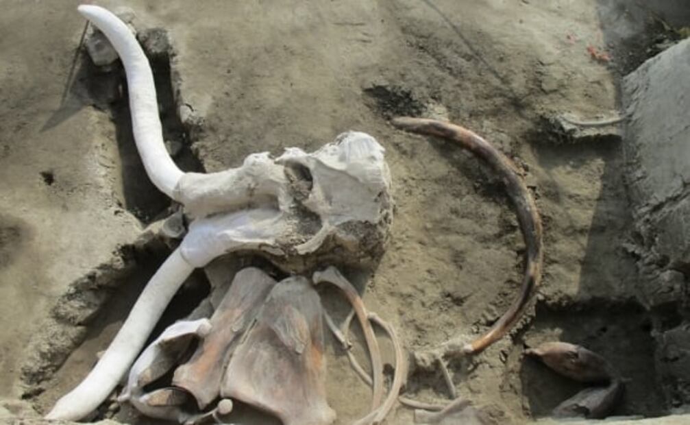 ¿Cómo se hallaron los 14 mamuts cazados hace 14 mil años en Tultepec?