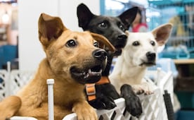 Día del Perro sin Raza: ¿Por qué se celebra este 28 de mayo?; descubre 5 razones para adoptar un perrito mestizo