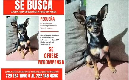 ¡Se busca! Ayuda a “Pequeña” a regresar a casa