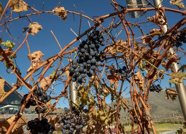 Explora la ruta de vinos en Coahuila