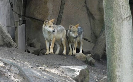 Conoce a Mixtzin, Suré, Okami, Doni y Yolotli, los lobitos del Zoológico de Chapultepec