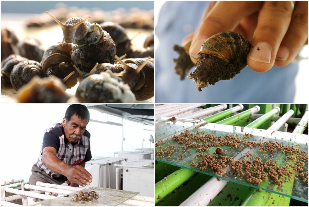 (Foto: Emilio Fernández Román)