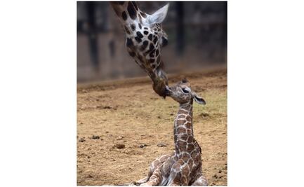 Anuncian nacimiento de otra jirafa en el Zoológico de Chapultepec