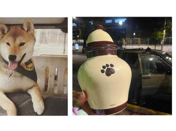 Denuncian que Maple, perrito que acudió a campamento, fue entregado incinerado a sus dueños