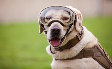 Delegación Coyoacán abrirá clínica veterinaria en honor a "Frida"  