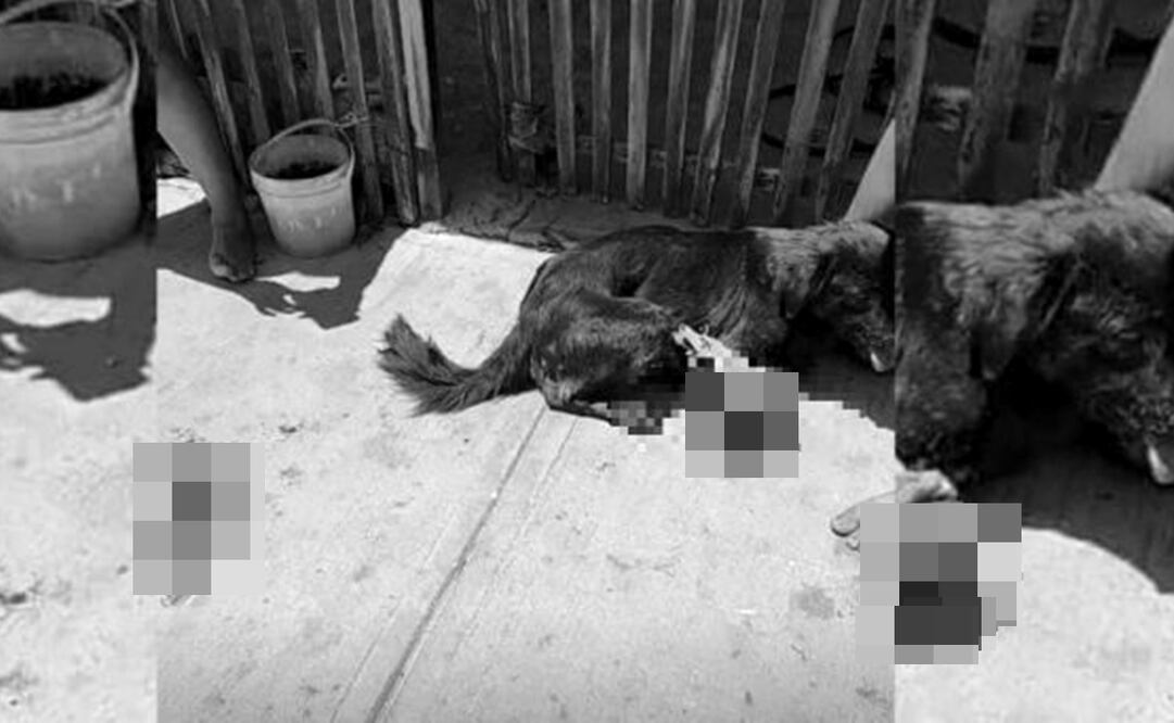 Sujeto ataca a perrito en Yucatán y pobladores intentan lincharlo / Foto: Especial