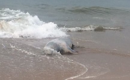 ​Van siete leones marinos muertos en último mes en Mazatlán