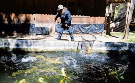 Para la Cuaresma crían 40 mil truchas