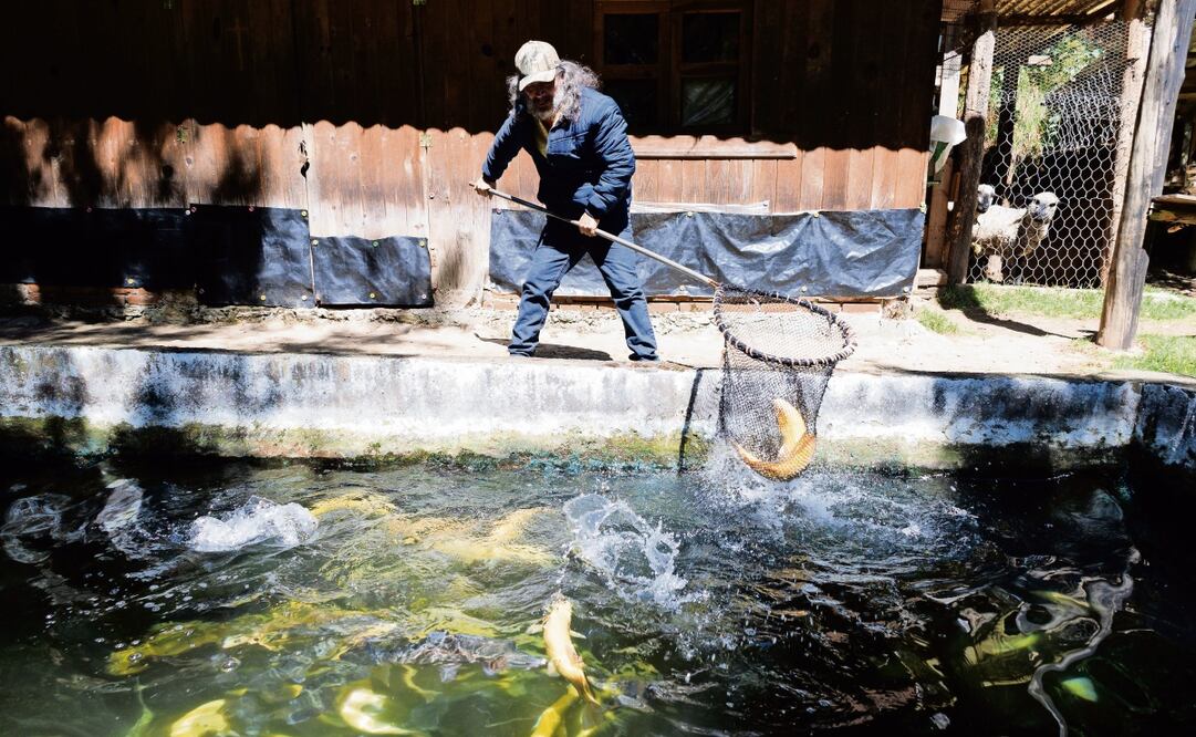 Cándido Estrada muestra la especia de truchas de color albino, que ha perfeccionado por dos décadas ideal para cocinarse sin que el calor de las brasas altere su forma, además de que, explicó, tiene un sabor muy especial. Foto: Yaretzy M. Osnaya / EL UNIVERSAL