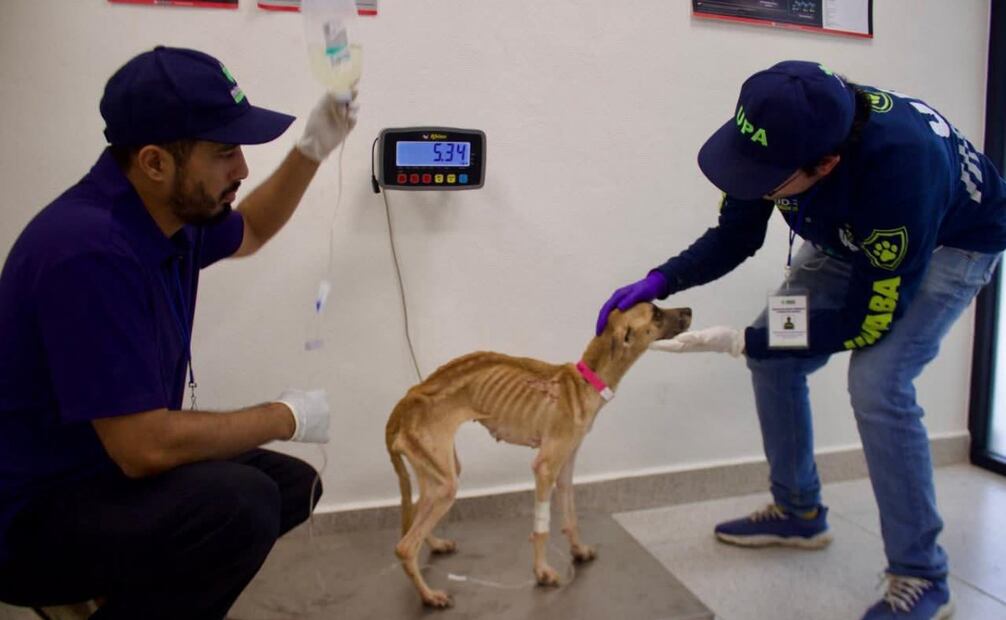 Multan con más de 90 mil pesos en Mérida, a mujer por maltrato animal.
Foto: Especial.