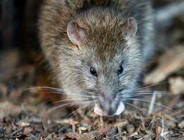 Adiós a las ratas: estas plantas aromáticas embellecen tu hogar y actúan como repelente natural